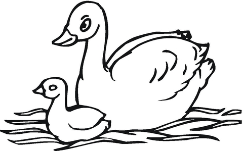 Baby Swan  Coloring Page